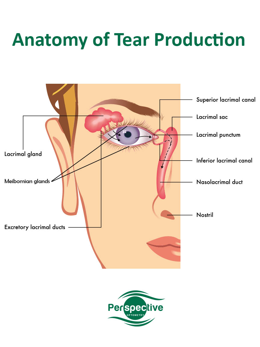 Tear production and drainage - medical diagram showing lacrimal gland, punctum, lacrimal canal, meibomian gland, lacrimal ducts - Perspective Optometry Vancouver 
